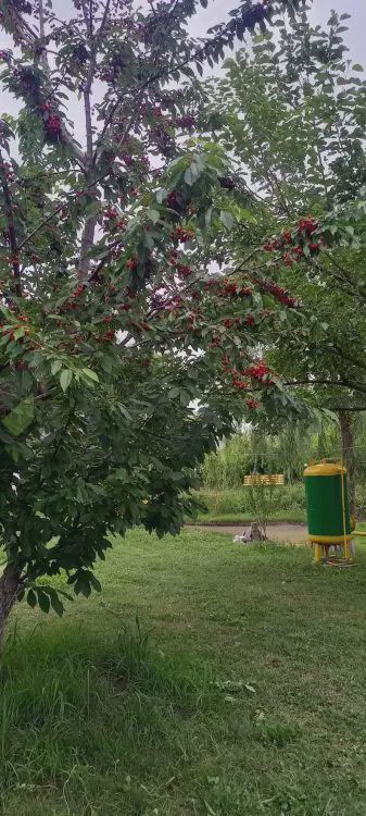 Torpaq satılır Göyçay ş — Torpaq, Bakı (2)