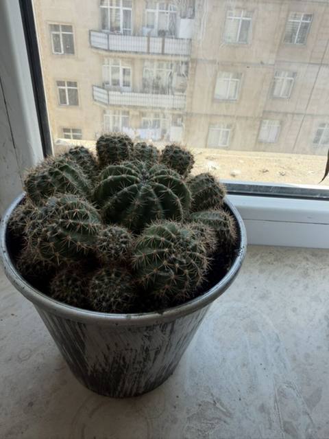 Kaktus kompozisiyası – çoxgövdəli “echinopsis” tipli top kaktuslar — 30 ₼ · Баку · Qapı bitkələri Kaktus kompozisiyası – çoxgövdəli “echinopsis” tipli top kaktuslar — Баку