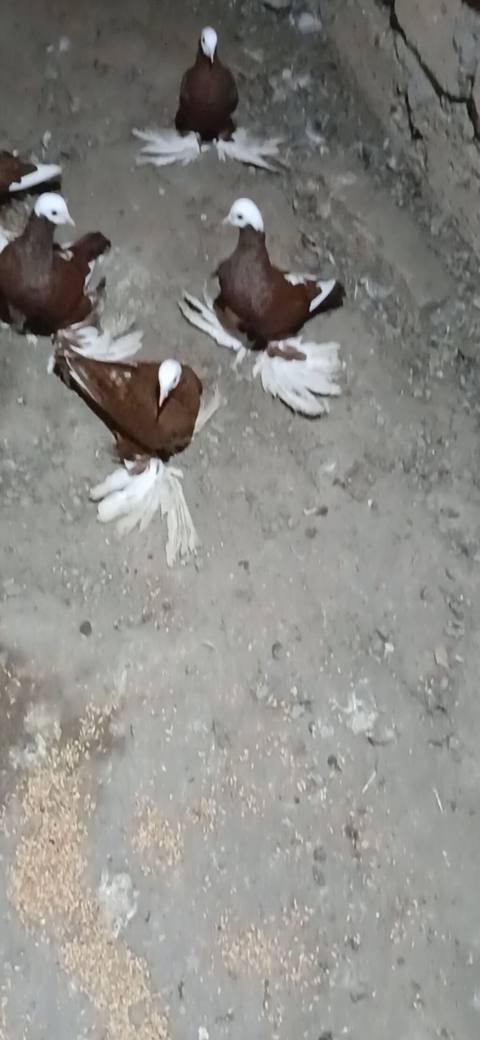 1 ededi 40 manat 16 eded goyercindi temiz qan celilabad rayonu alar — 40 ₼ · Джалилабад · Göyərçin 1 ededi 40 manat 16 eded goyercindi temiz qan celilabad rayonu alar — Джалилабад
