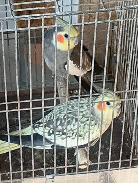 Nymph parakitləri (cockatiel) – cütlük - Növ: Nymphicus hollandicus — 70 ₼ · Baku · Tutyun papağayı Nymph parakitləri (cockatiel) – cütlük - Növ: Nymphicus hollandicus — Baku