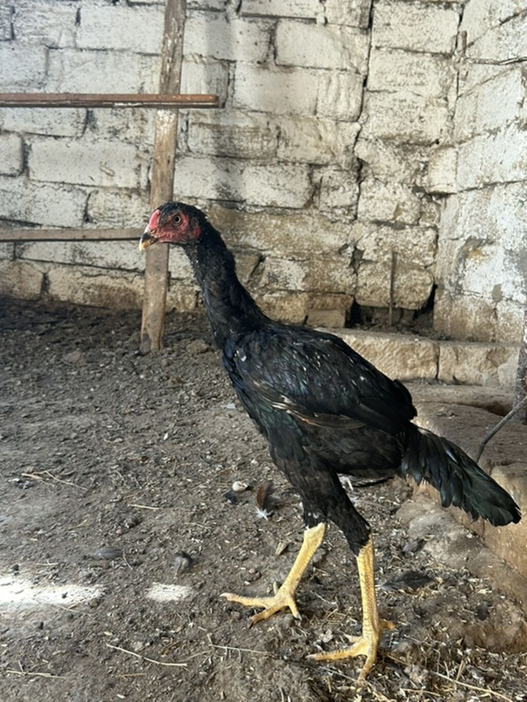 Xoruz, Heyratı, il: <1 — Toyuq və xoruz, Mehdiabad (3)