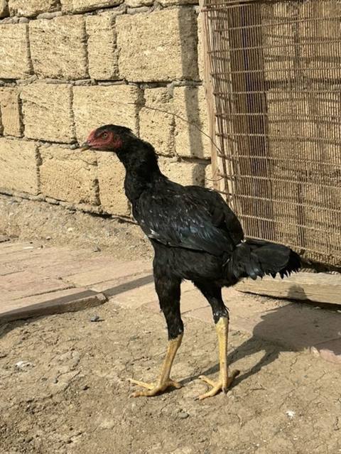 Aseel tipli qara rəngdə cins xoruz - Uzun və güclü bədən quruluşu — Mehdiabad