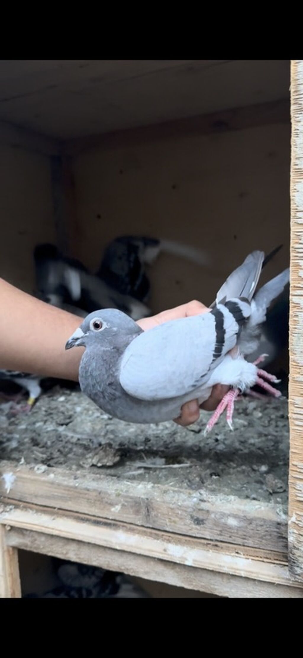 Orginal yarış postaları 8 dənəsi qalıb — Göyərçin, Digah (4)