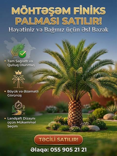 Möhtəşəm və əzəmətli finiks palması satılır ​Həyətinizə və ya — Баку