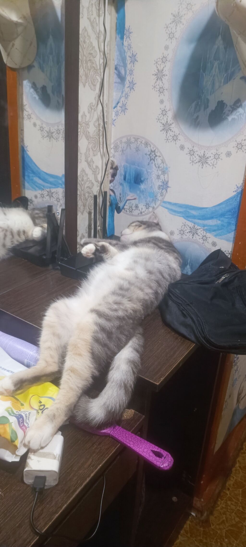 Şotland yastı qulaq, Dişi, Yaxşı əllərə — Pişiklər, Bakı (4)