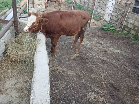 Dana, buzov, Dişi, Simental, ay: 7, Damazlıq, Ünvandan götürmə — Баку