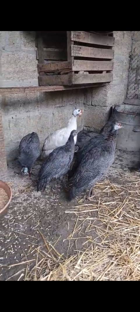 Toyuq, Damazlıq — Курицы и петухи