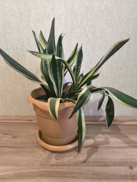 Sansevieria (Qayın dilı) – bəzək otaq bitkisi, dekorativ rəngbərəng — Баку