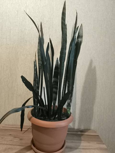 Sansevieria (Qayın dili) otaq bitkisi - Növ: Sansevieria trifasciata — Баку