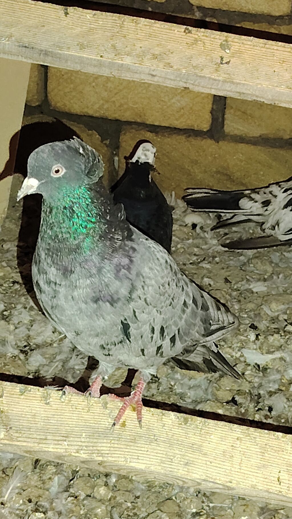 Məhsul: Evdə bəslənən göyərçin qrupu Təsvir: - Şəkillərdə müxtəlif — Göyərçin, Şirvan (5)