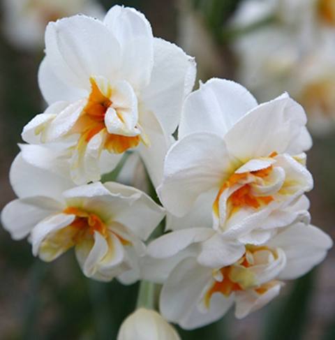 Nərgiz soğanları – “Erlicheer” (Narcissus tazetta) - Çiçək: Ağ — 1 ₼ · Баку · Çiçəklər Nərgiz soğanları – “Erlicheer” (Narcissus tazetta) - Çiçək: Ağ — Баку
