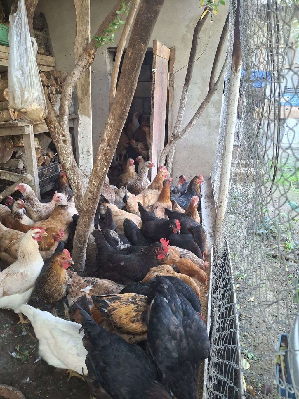 Toyuq, Yumurtalıq — Toyuq və xoruz, Bakı