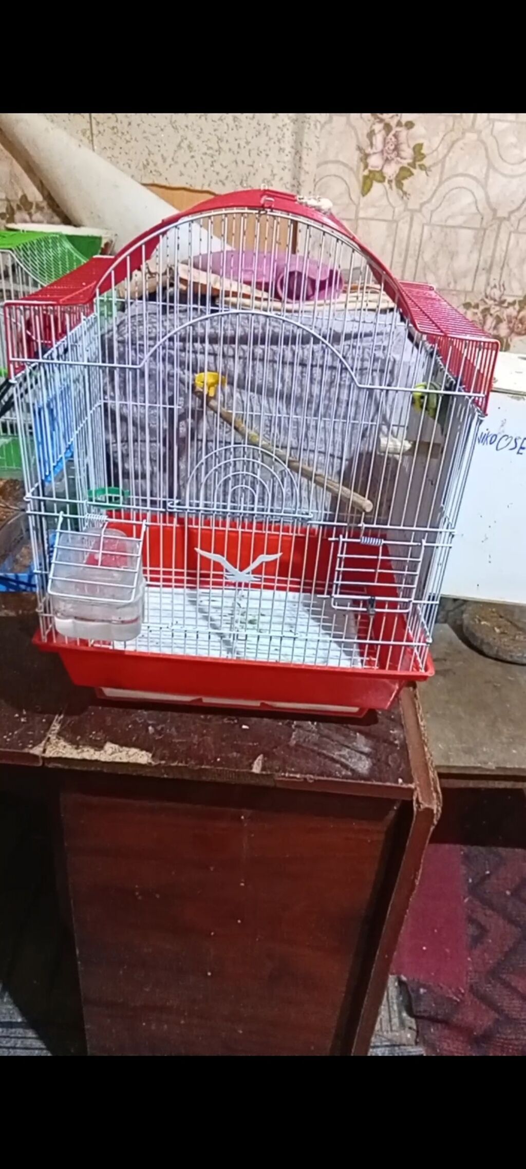Tecılı satılır QEFES+2 eded su QABISI+2 eded bala+ dısı erkey — Qəfəslər, Bakı