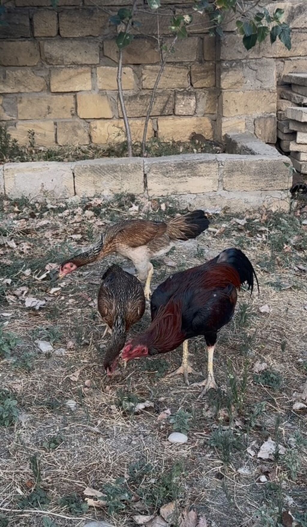 Toyuq, Damazlıq — Toyuq və xoruz, Siyəzən