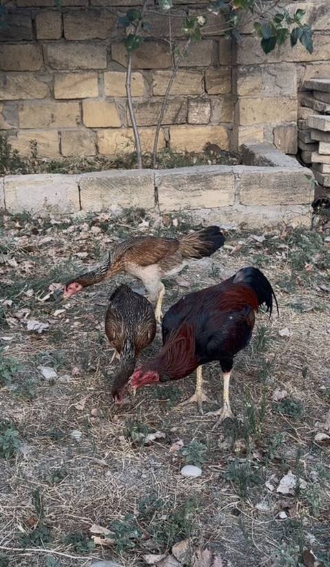 Toyuq, Damazlıq — 14 ₼ · Siyəzən · Toyuq və xoruz Toyuq, Damazlıq — Siyəzən