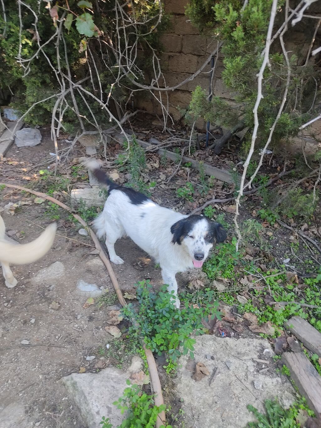 Alabay, Dişi — Köpəklər, Digah (9)