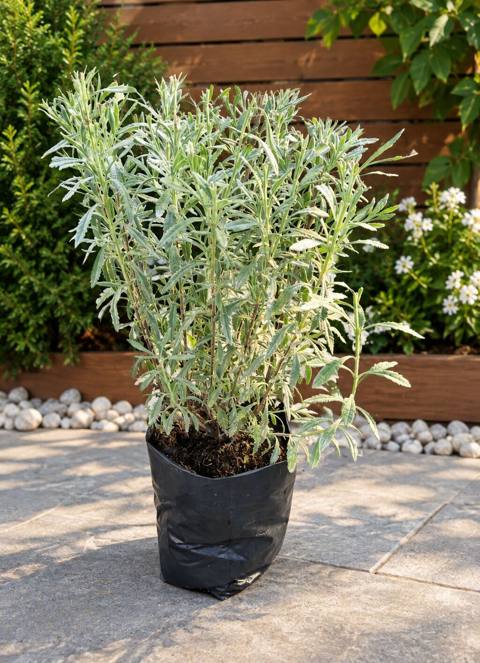 Lavanda hazır qablarda. çox illik bitkidir. Ünvan: Maştağa — Bakı