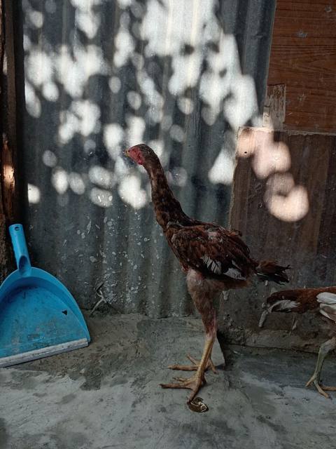 Toyuq, Damazlıq — 50 ₼ · Bərdə · Toyuq və xoruz Toyuq, Damazlıq — Bərdə