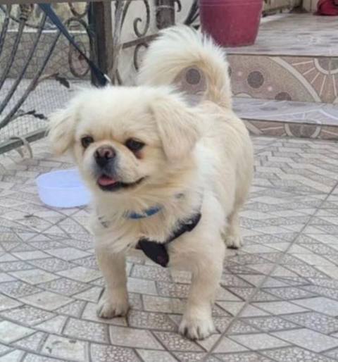 Pekines, 2 il — Ganja