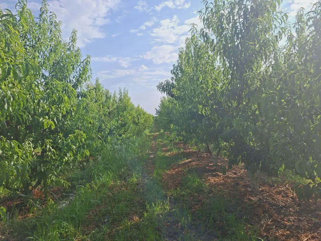 100 sot Torpaq Satılır, Quba — Torpaq, Quba (6)