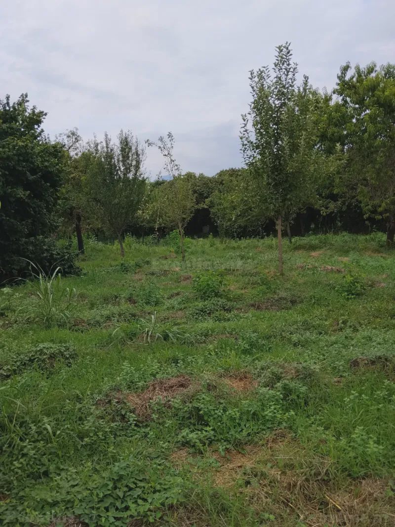 Torpaq satılır — Qəbələ — Torpaq, Qəbələ (5)