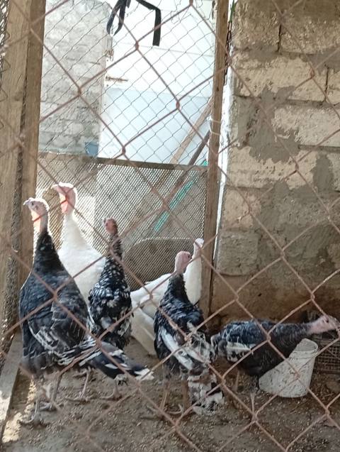 Salam 5 ədəd 4 aylıq hinduşka satılır 25 man 1 ədəddə Xoruz 15man — Baku