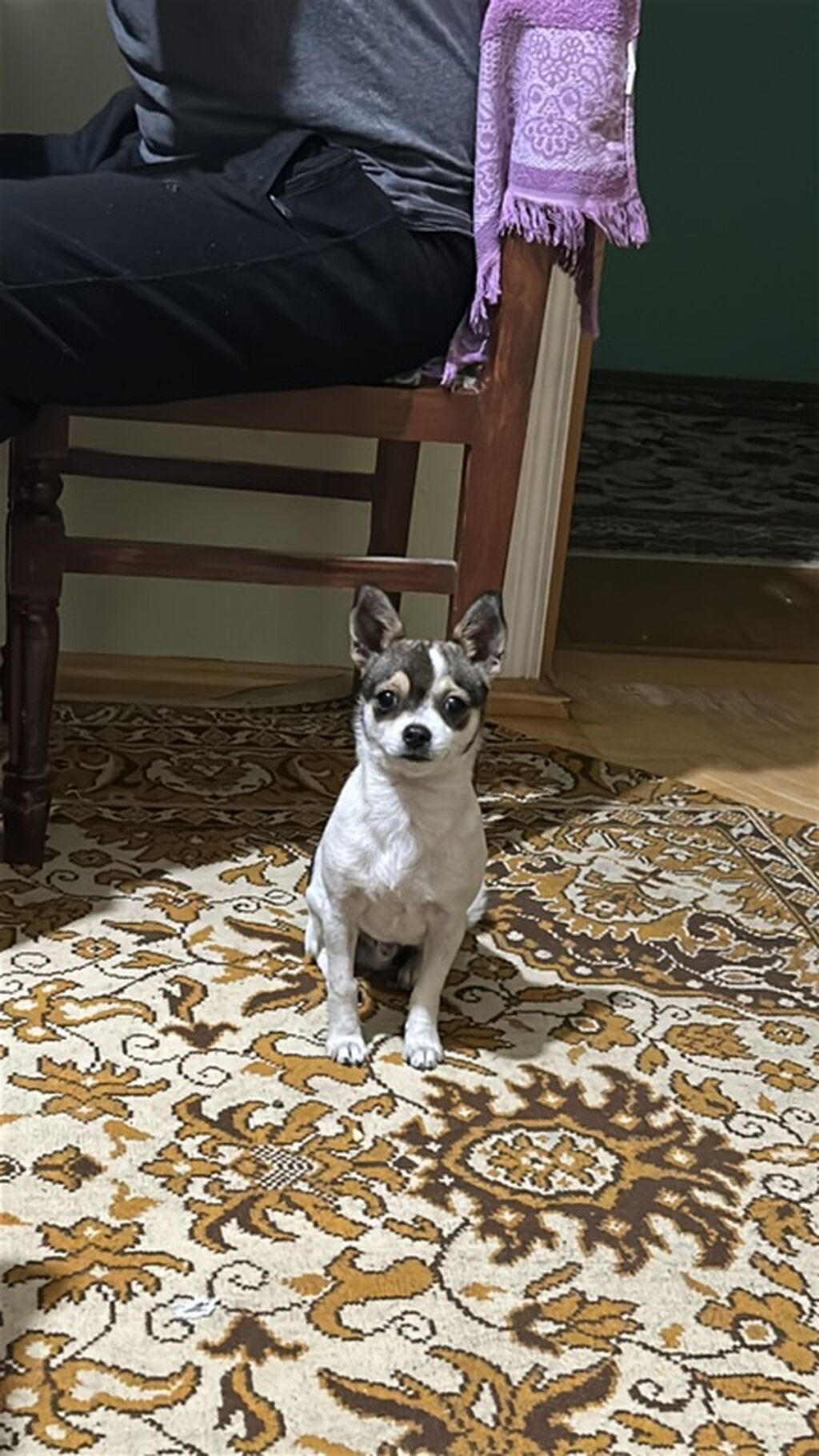 Çixuahua, 6 ay, Erkək — Köpəklər, Gəncə (2)