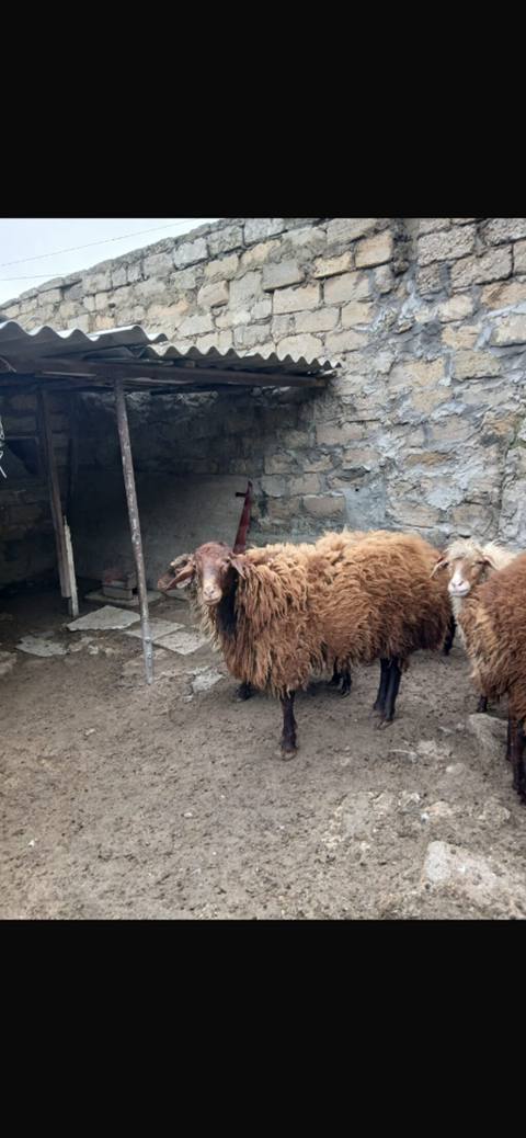 Qoç erkey — 550 ₼ · Баку · Digər heyvanlar Qoç erkey — Баку