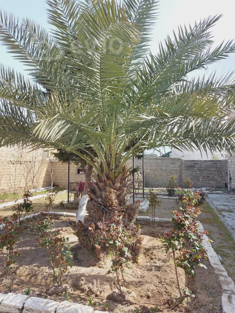 For sale: house / Cottage / Villa, 250 m² — Ev, villa, Bakı (11)