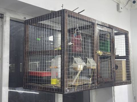 Taxta karkaslı, iri ölçülü qəfəs satılır. Qəfəs kanareyka, bülbül — Şəmkir