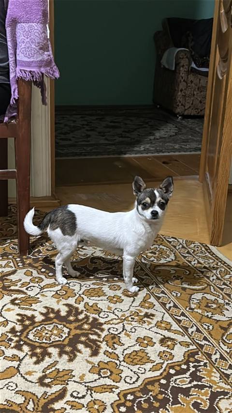 Çixuahua, 6 ay, Erkək — Ganja