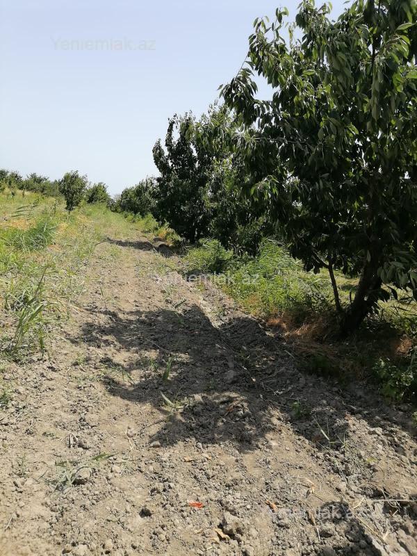 For sale: land, 24 sot — Torpaq, Xaçmaz (5)