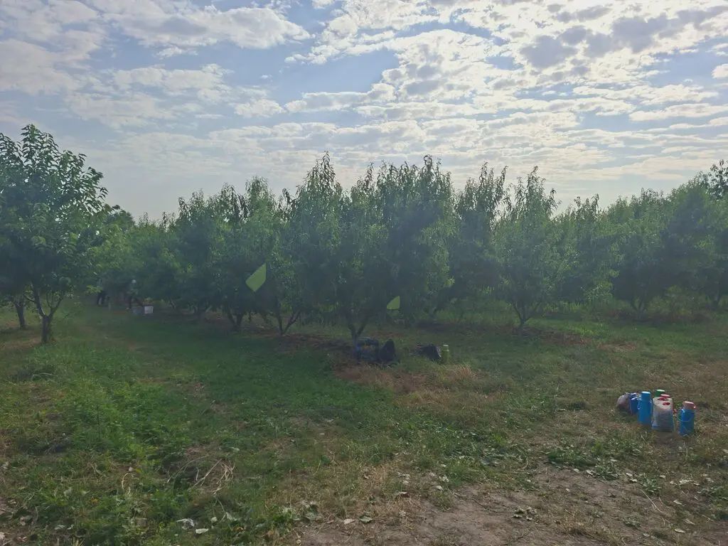 100 sot Torpaq Satılır, Quba — Torpaq, Quba (5)