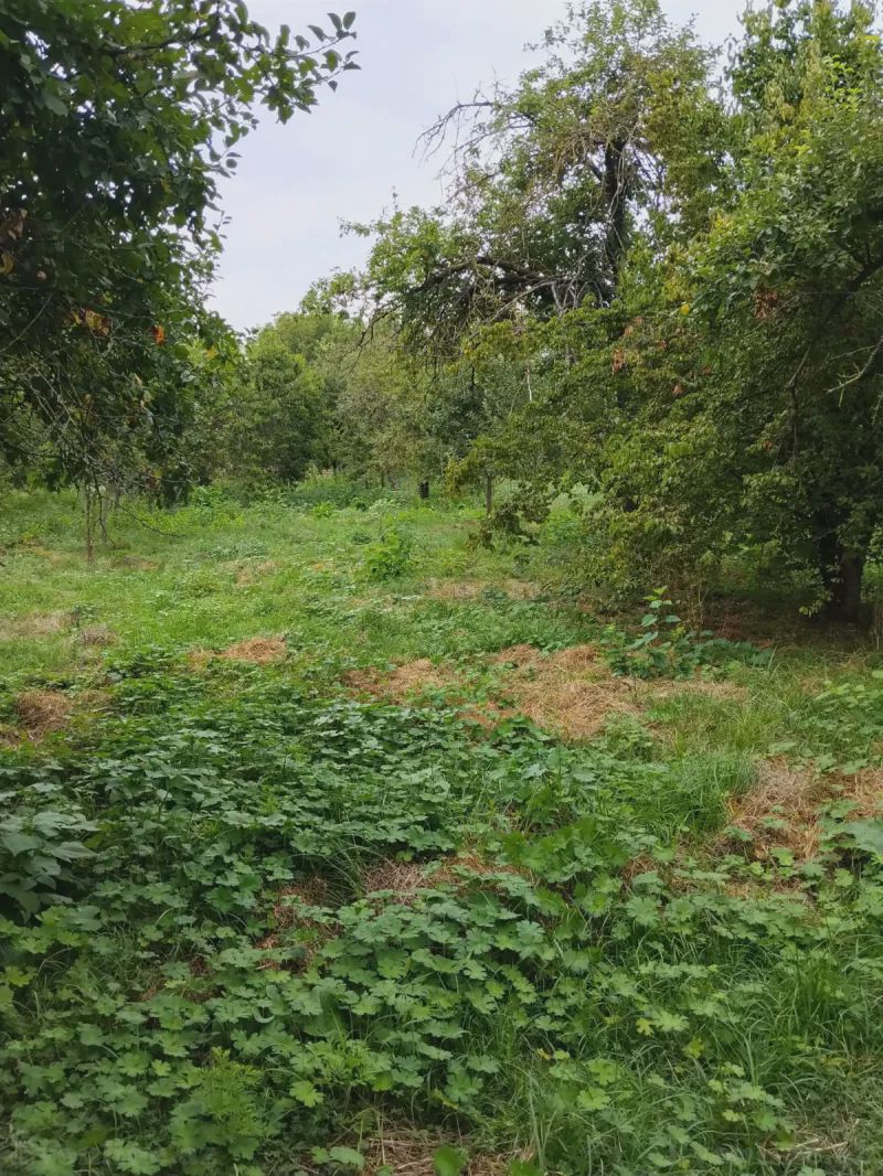 Torpaq satılır — Qəbələ — Torpaq, Qəbələ (8)