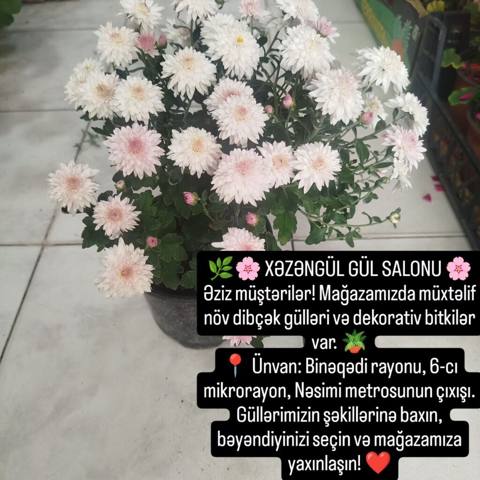 Xəzəngül Gül Salonu – dibçək gülləri və dekorativ bitkilər — Bakı