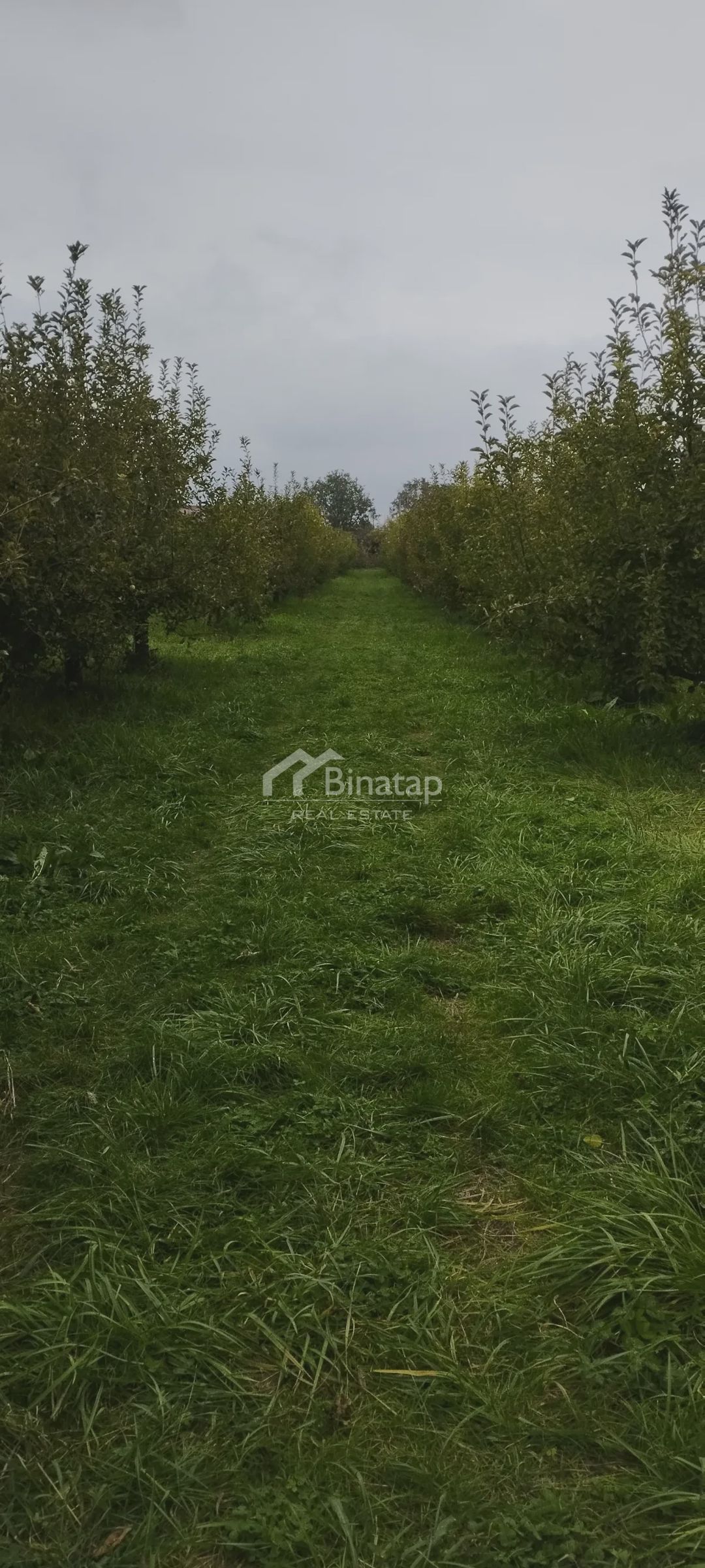 For sale: real Estate, 11 500 m² — Daşınmaz əmlak, Bakı (2)