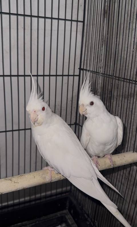 Məhsul: Ağ nimfa tutuquşuları (cüt) - Növ: Nimfa (Cockatiel) — 230 ₼ · Baku · Tutyun papağayı Məhsul: Ağ nimfa tutuquşuları (cüt) - Növ: Nimfa (Cockatiel) — Baku