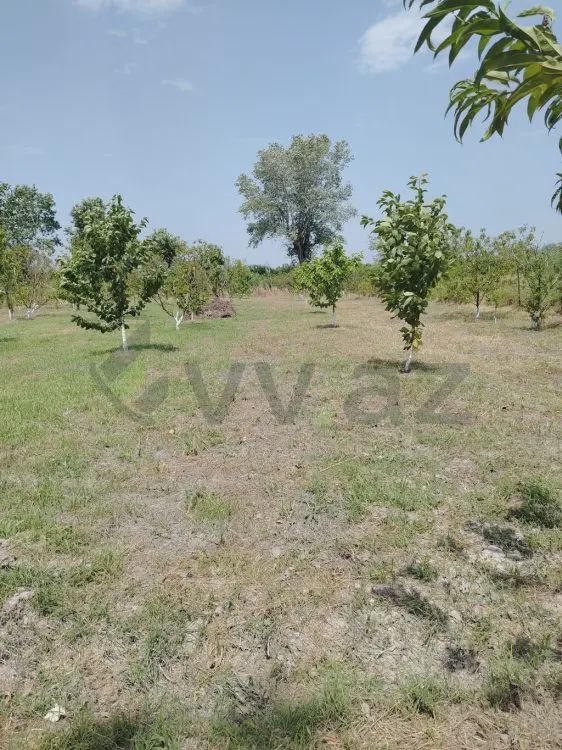 For sale: land, 22 sot — Torpaq, Xaçmaz (3)