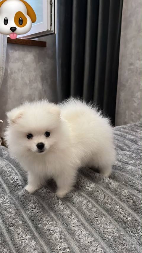 Şpitz, 2 ay, Dişi, Peyvəndli, Ünvandan götürmə — 500 ₼ · Baku · Köpəklər Şpitz, 2 ay, Dişi, Peyvəndli, Ünvandan götürmə — Baku