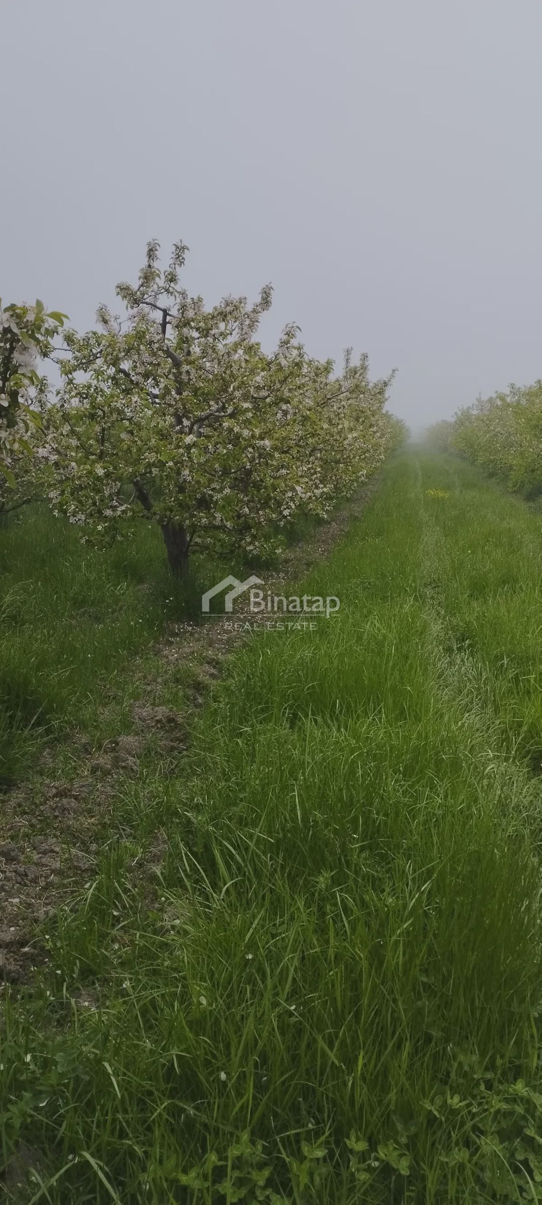 For sale: real Estate, 11 500 m² — Daşınmaz əmlak, Bakı (3)