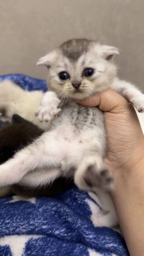 Şotland — 300 ₼ · Masazir · Pişiklər Şotland — Masazir