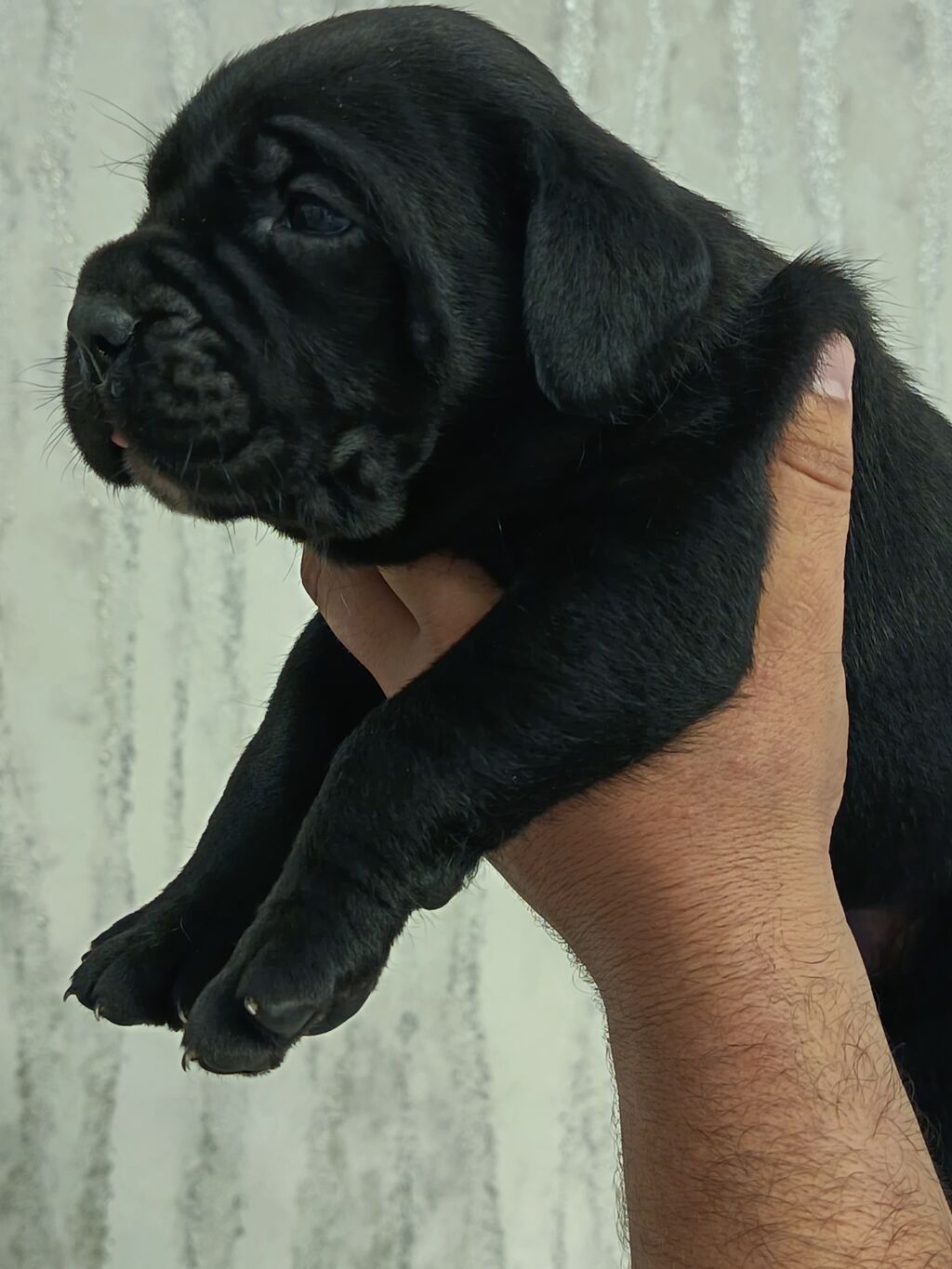 Kane-Korso, 1 ay — Köpəklər, Gəncə (4)