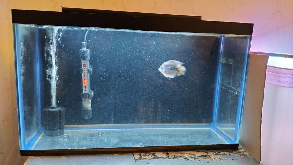 Dördbucaq akvarium, Balıqlarla birlikdə, 30 l — Akvariumlar və balıqlar, Bakı (2)