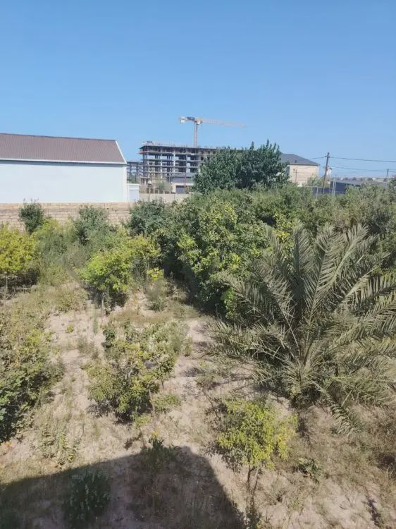 For sale: land, 8 sot — Torpaq, Bakı