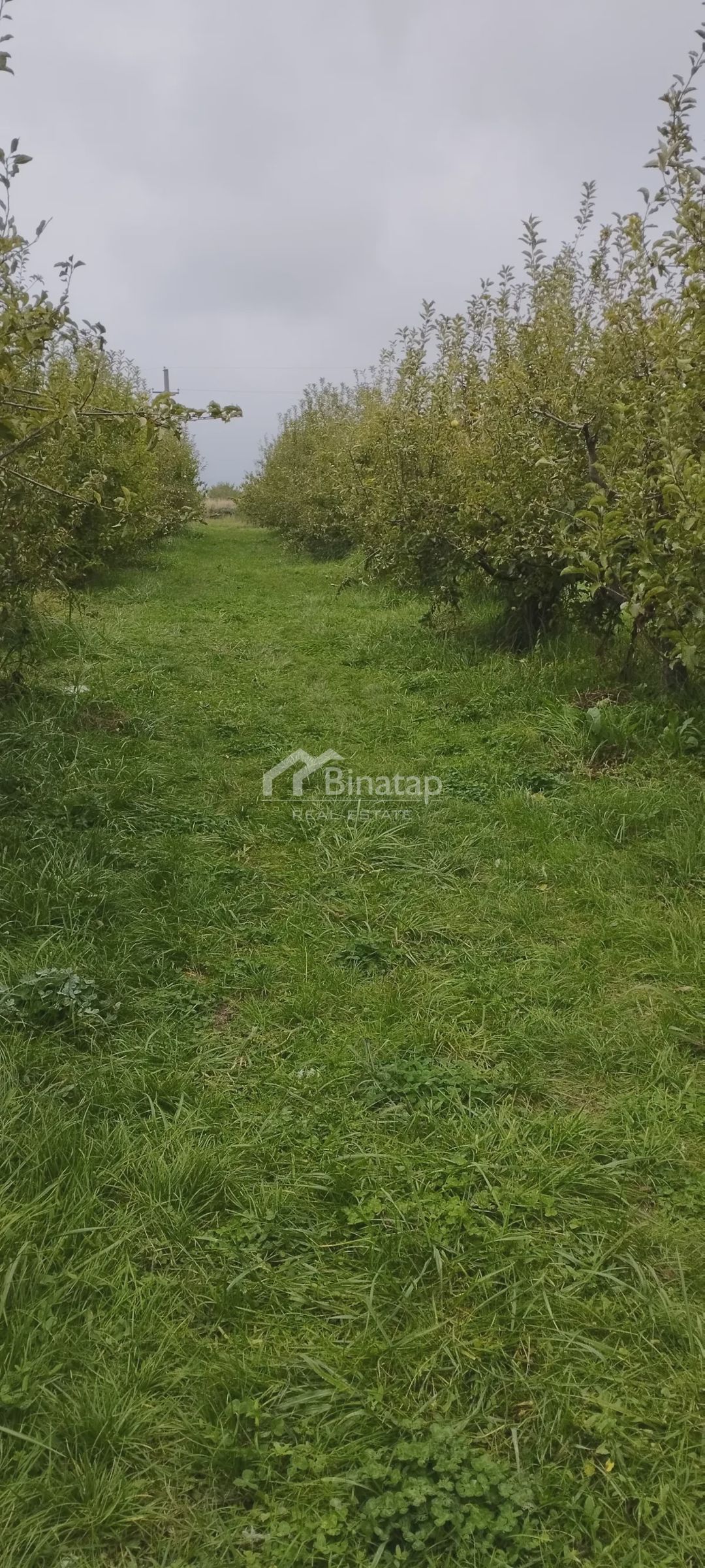 For sale: real Estate, 11 500 m² — Daşınmaz əmlak, Bakı