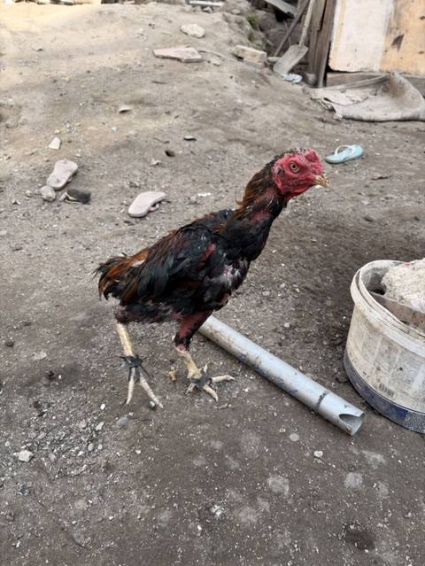 Xoruz, Heyratı, il: <1, Ünvandan götürmə, Pulsuz çatdırılma, Ödənişli çatdırılma — 45 ₼ · Baku · Toyuq və xoruz Xoruz, Heyratı, il: <1, Ünvandan götürmə, Pulsuz çatdırılma, Ödənişli çatdırılma — Baku