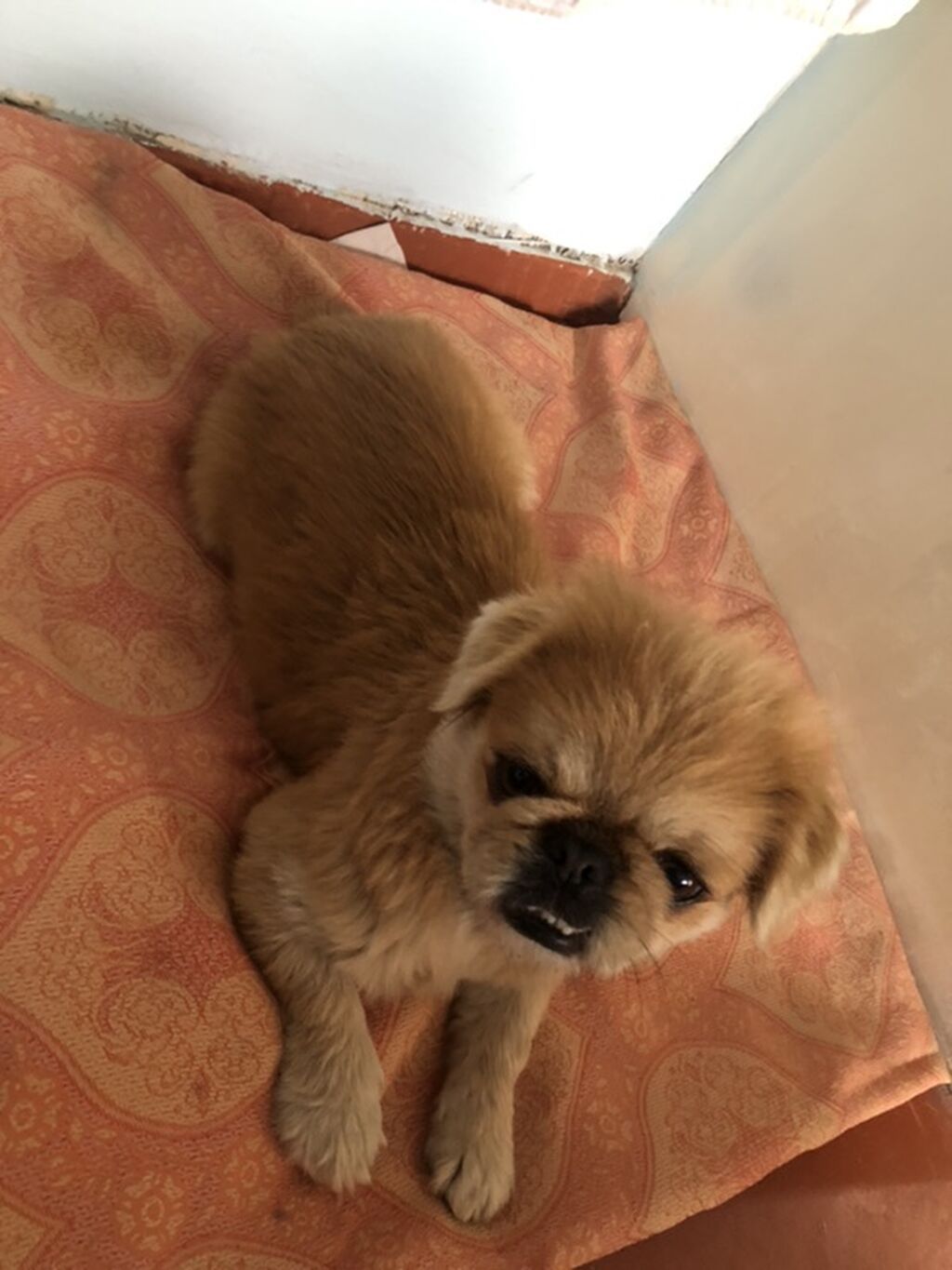 Pekines, Erkək — Köpəklər, Bakı (3)