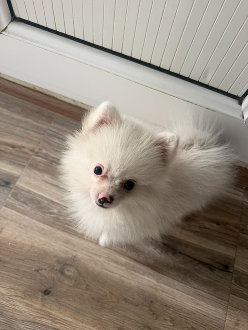 Şpitz, 2 ay, Erkək — Köpəklər, Bakı