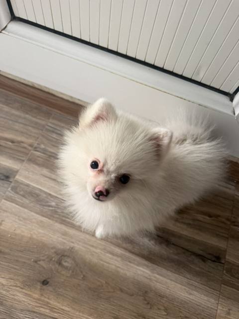 Şpitz, 2 ay, Erkək — 420 ₼ · Baku · Köpəklər Şpitz, 2 ay, Erkək — Baku