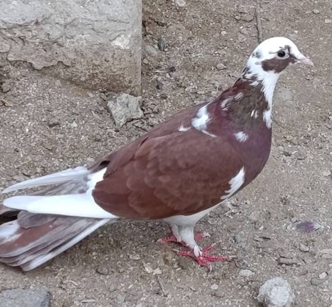 18 tük ağbaş ağ qanad maya satılır. 2 gündü tutulub. Sağlam heyvandı — Сумгайыт